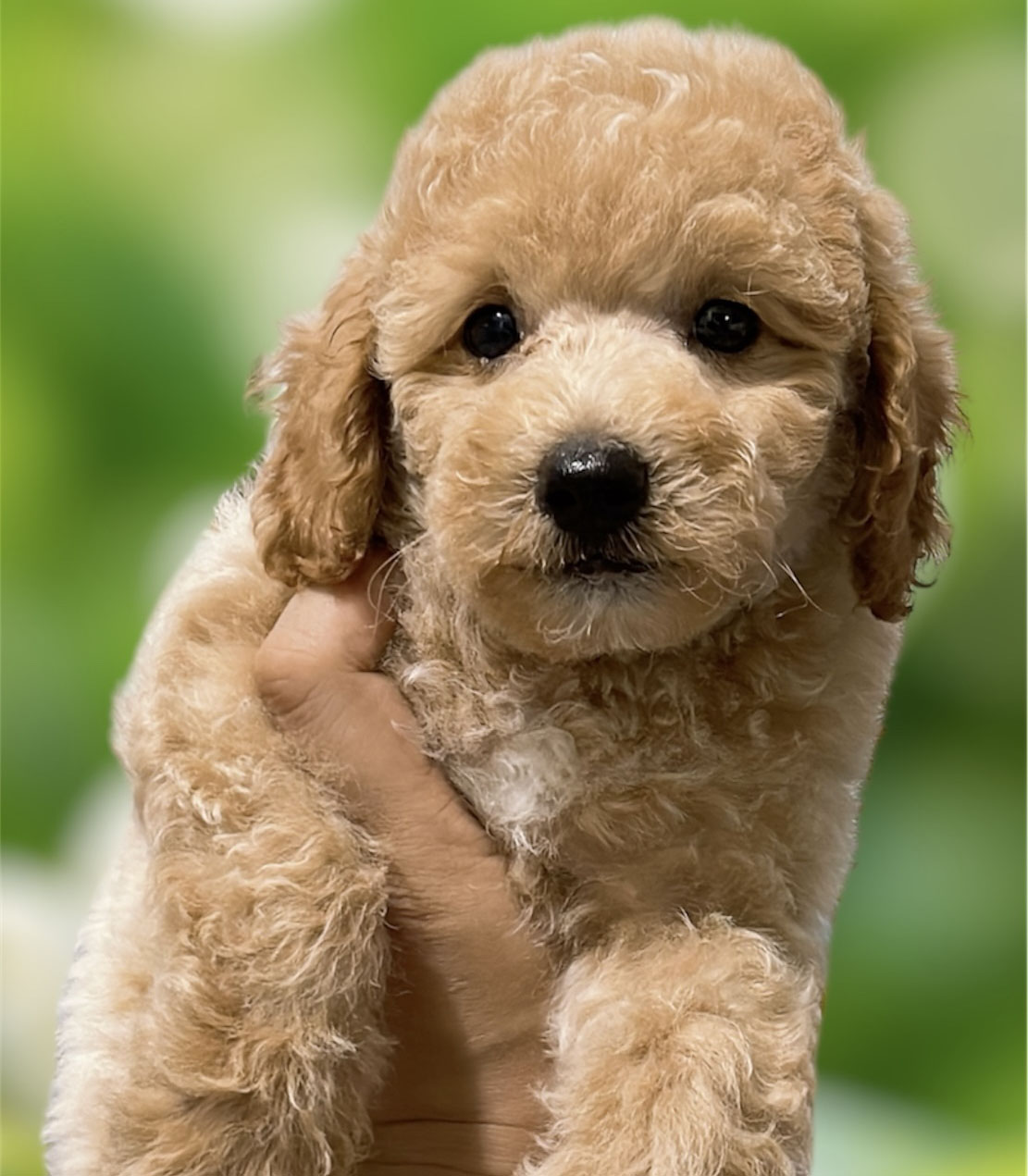 Bé Chó Poodle Kem Mơ